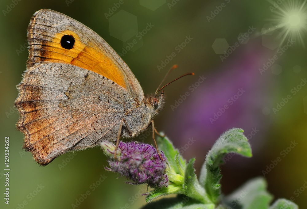 Fototapeta premium Butterfly