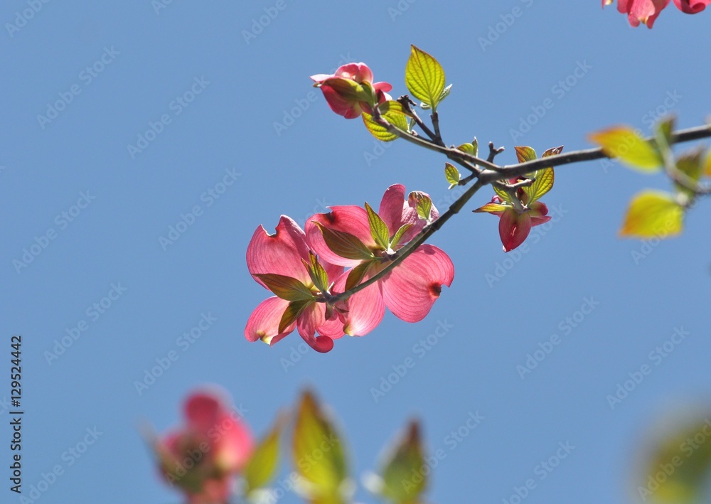 ハナミズキの花 ハナミズキの花