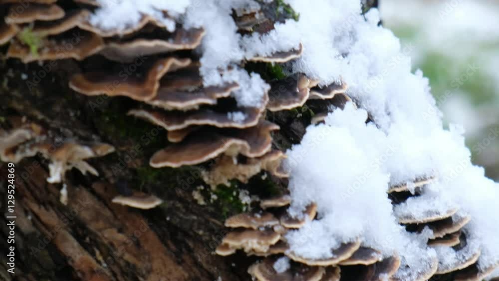 Polypore mushrooms on tree trunk of hawthorn in winter season Polypore mushrooms on tree trunk of hawthorn in winter season