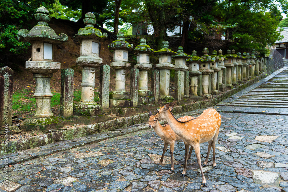 Fototapeta premium deer standing in front of the Stone lanterns in Kasuga-taisha shrine, Nara, Japan