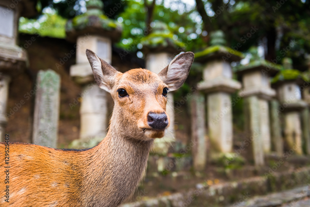 deer standing in front of the Stone lanterns in Kasuga-taisha shrine, Nara, Japan deer standing in front of the Stone lanterns in Kasuga-taisha shrine, Nara, Japan