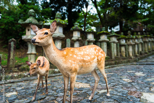 deer standing in front of the Stone lanterns in Kasuga-taisha shrine, Nara, Japan