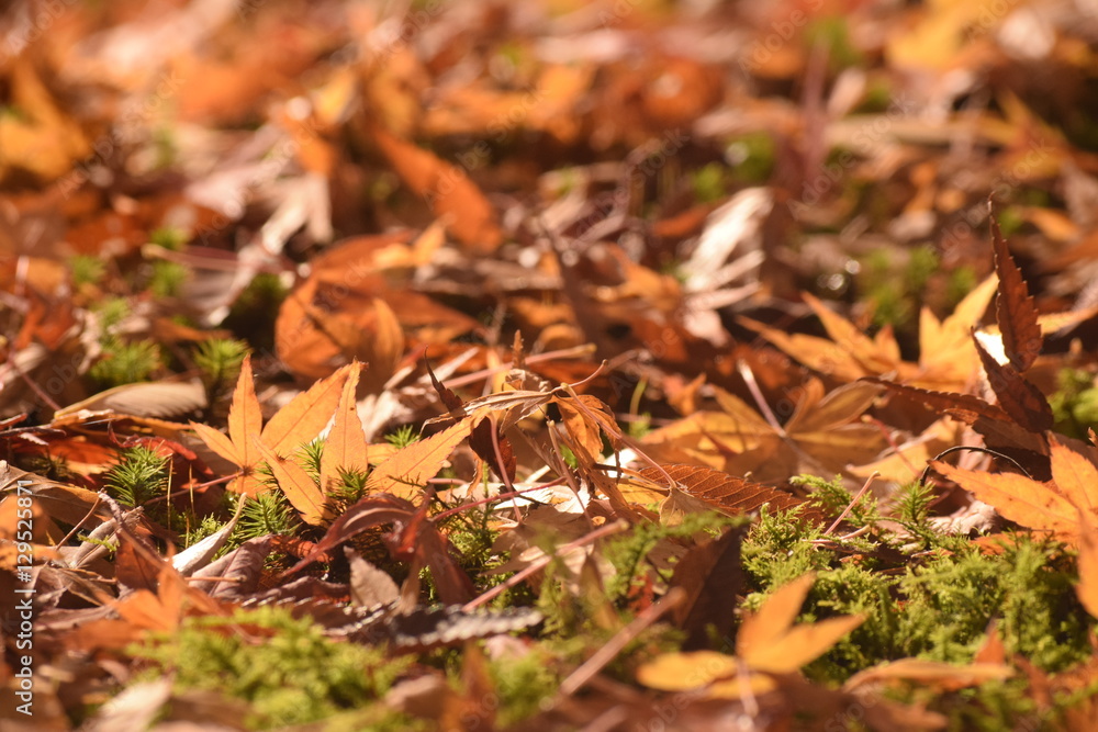晩秋の落葉