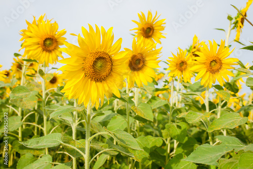 Sunflower field lens flare effec