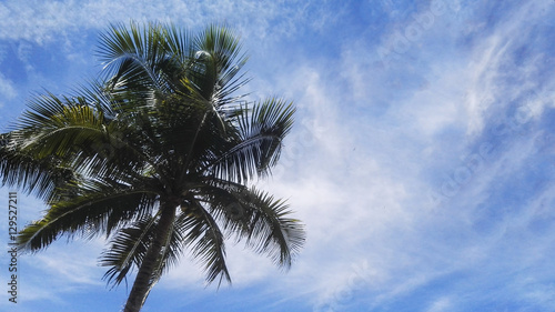 coconut plam trees with sky