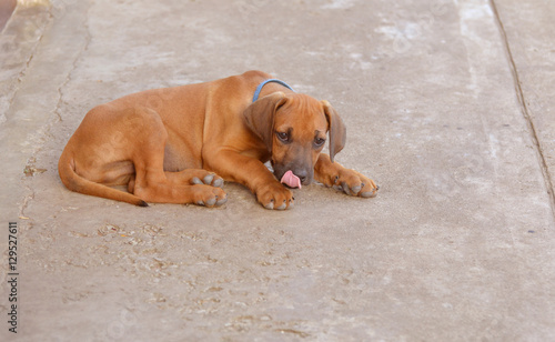 Rhodesian-Ridgeback-Welpe