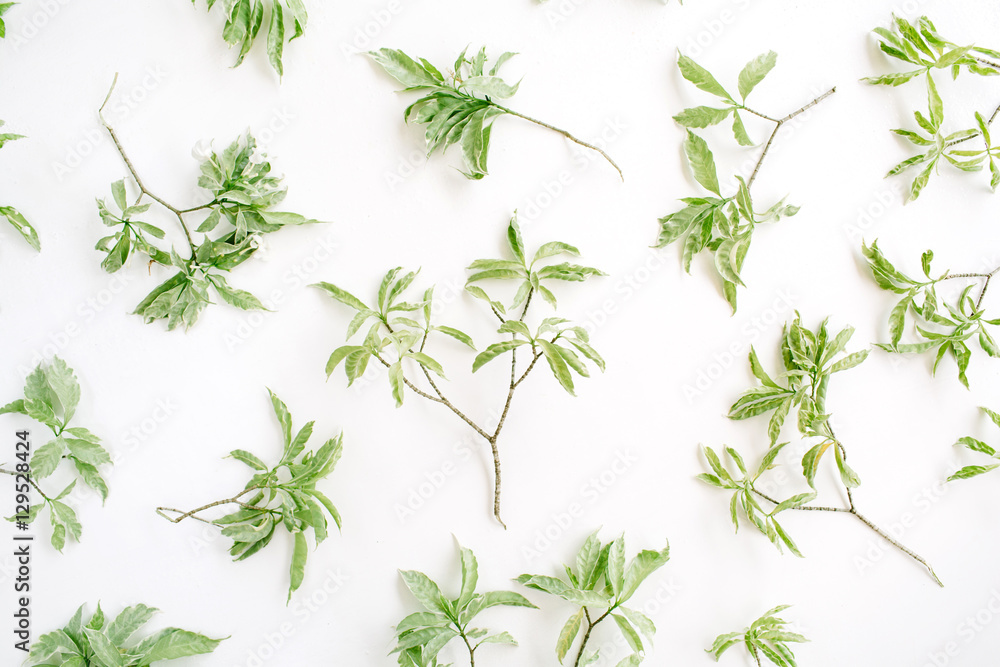 green branches pattern on white background. flat lay. green branches pattern on white background. flat lay.