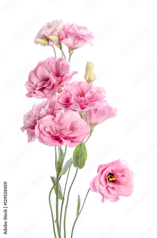 bunch of pink eustoma flowers