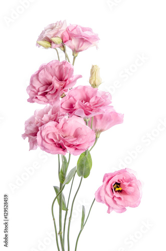 bunch of pink eustoma flowers