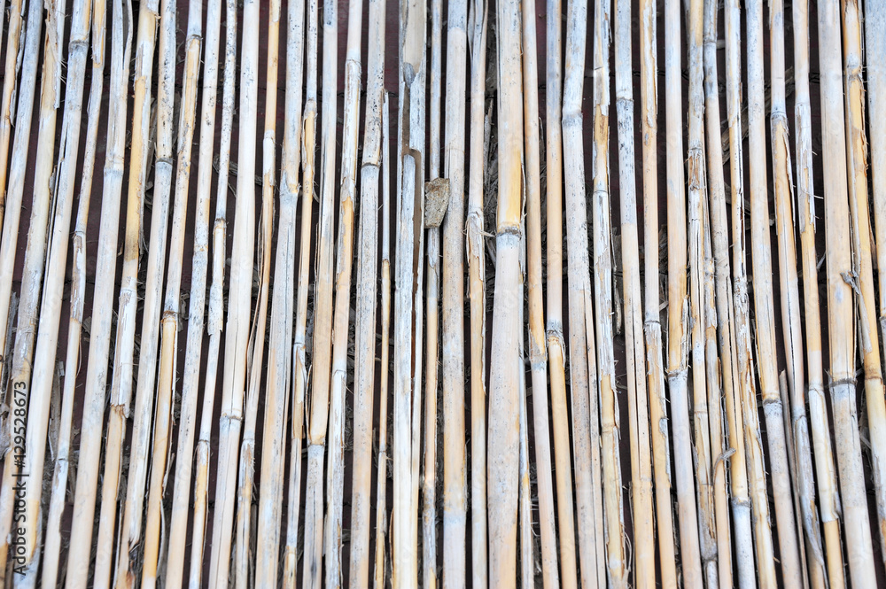 Reed background, close up Reed background, close up