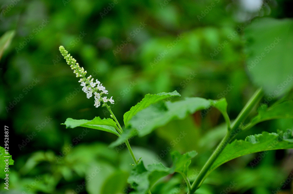 Obraz premium Garden