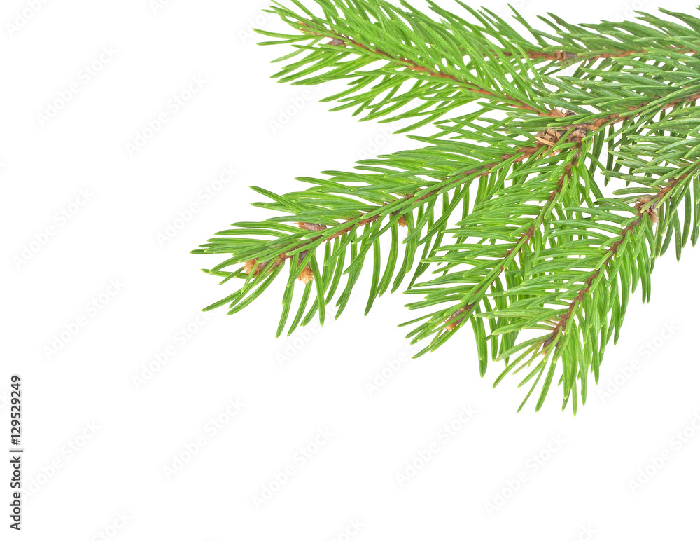 Obraz premium Fir tree branch isolated on a white background
