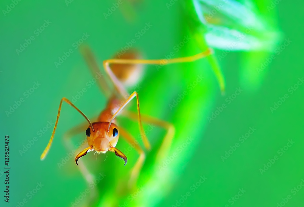 red ant red ant
