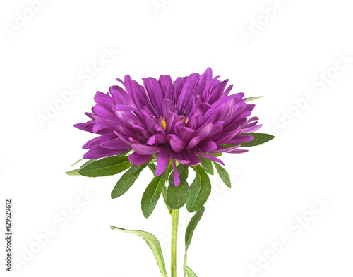 Close-up of violet aster isolated on white background