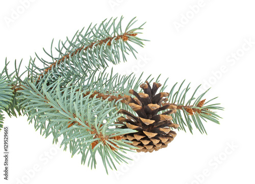 Blue spruce twig with cone, isolated on white background