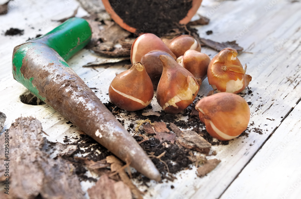 plantoir et bulbes de fleurs sur table de jardinage plantoir et bulbes de fleurs sur table de jardinage