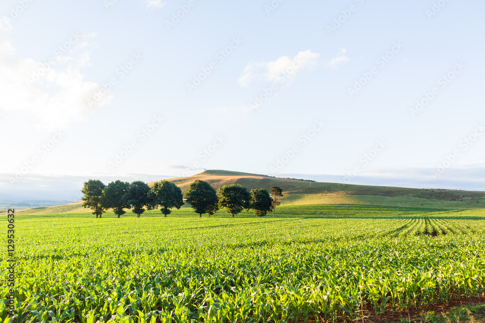 Maize Field Farm Landscape