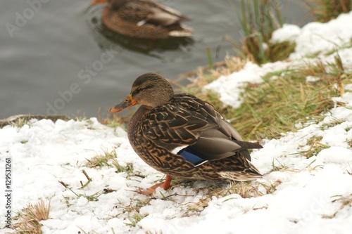 Ducks in the snow 2