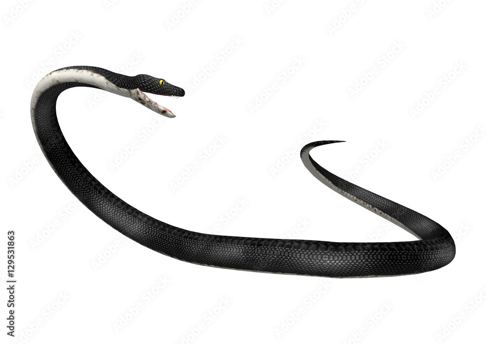 Fototapeta premium 3D Rendering Southern Black Racer on White