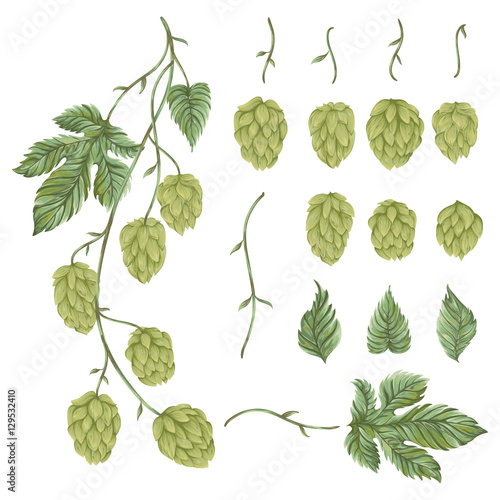 Branch hops plant. Collection floral design elements. Hop cones, leaves and branches. Isolated elements. Vintage hand drawn illustration in watercolor style.