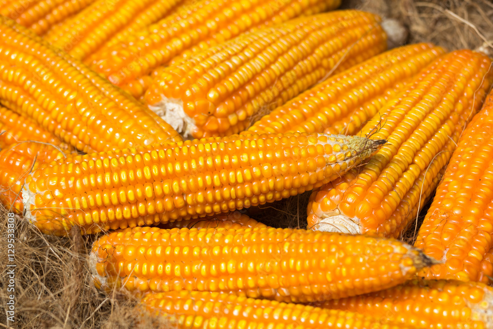 dried orange corn on the cob, close up dried orange corn on the cob, close up