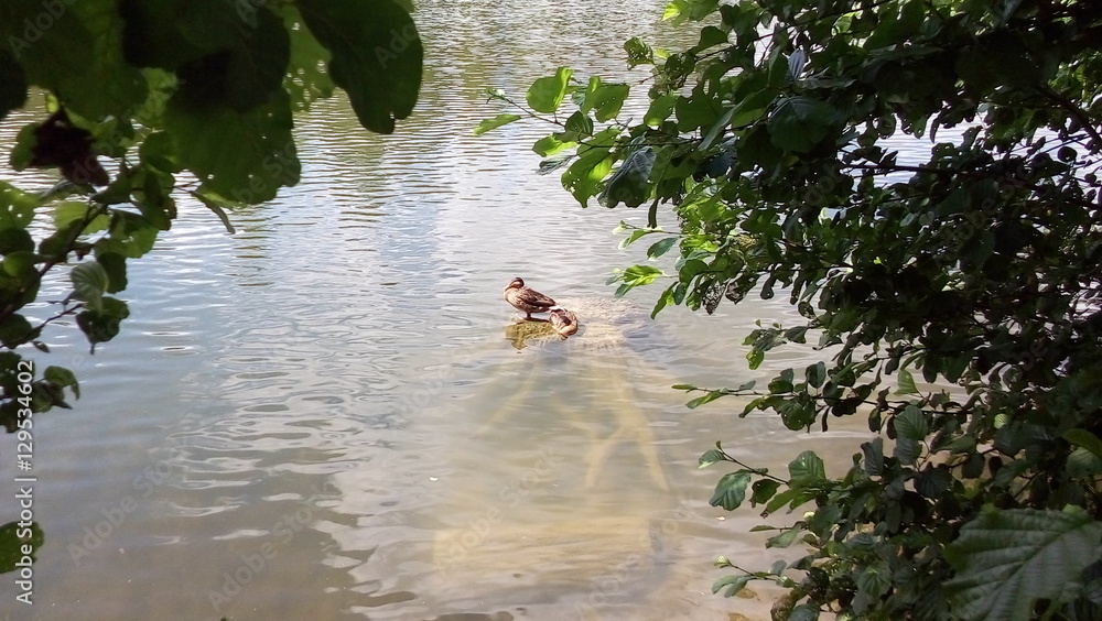 Naklejka premium Утки на подводном пне