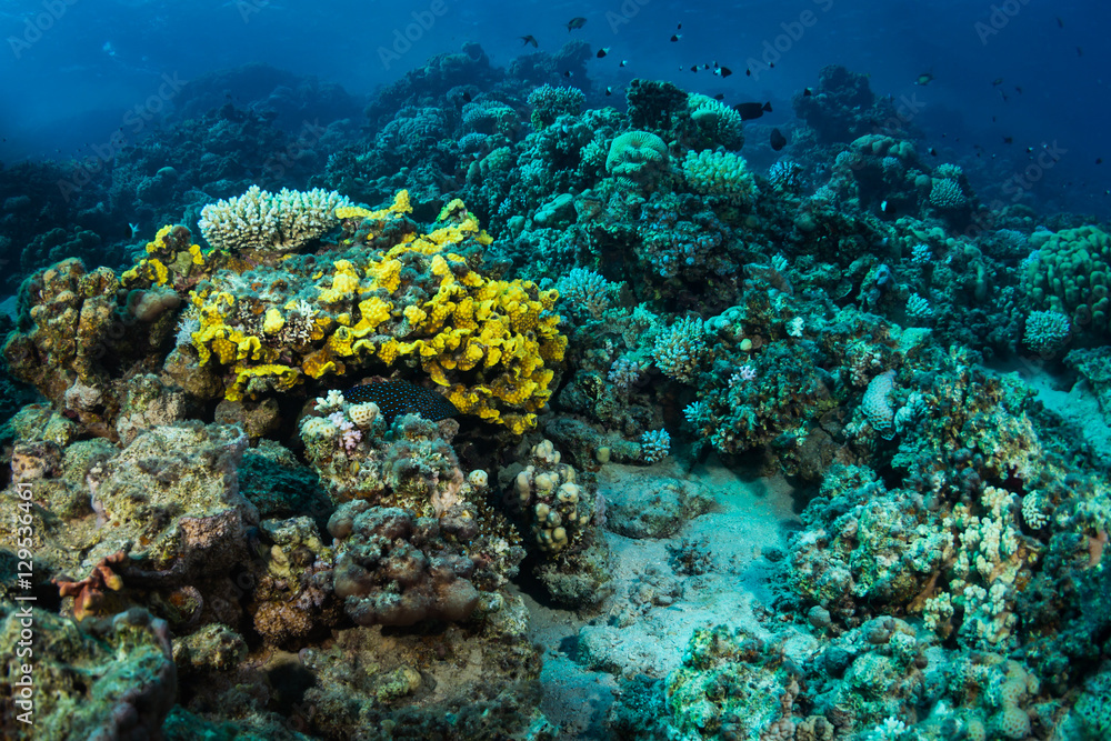 Obraz premium Coral garden