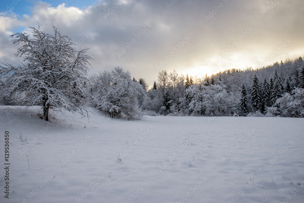 Fototapeta premium Beautiful winter landscape with snow covered trees.