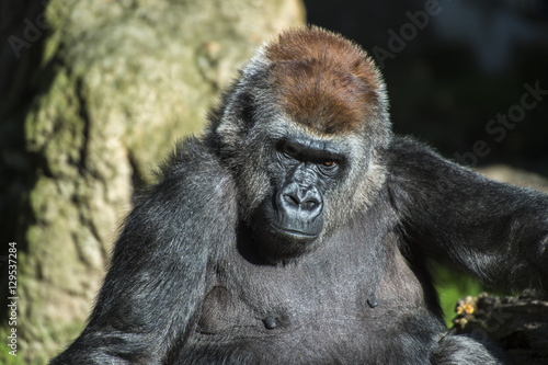 Gorila © Tomas