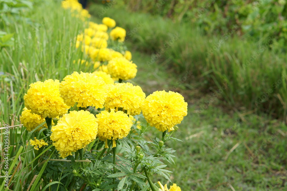 Marigold flowers in garden Marigold flowers in garden