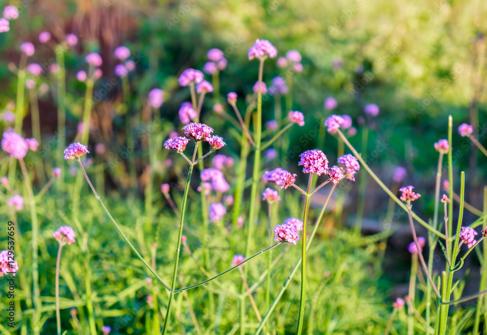 Verbena purple flower sunshine in garden