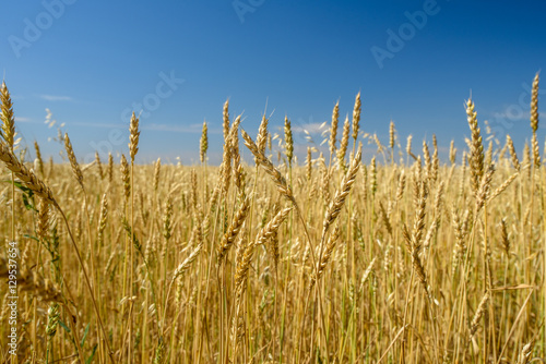 yellow ears of wheat in a wheat field against a clear sky  