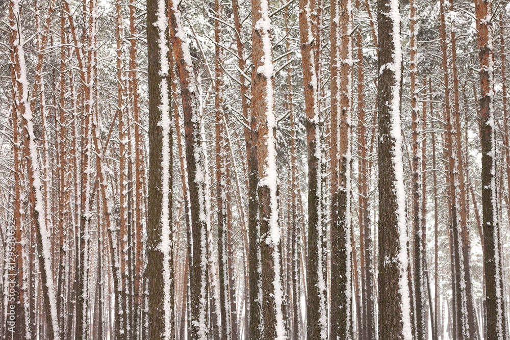 Obraz premium Snow covered pine trees in winter forest. Winter forest with trees. Outdoor woods nature landscape at cold day. Cold day in snowy winter forest.