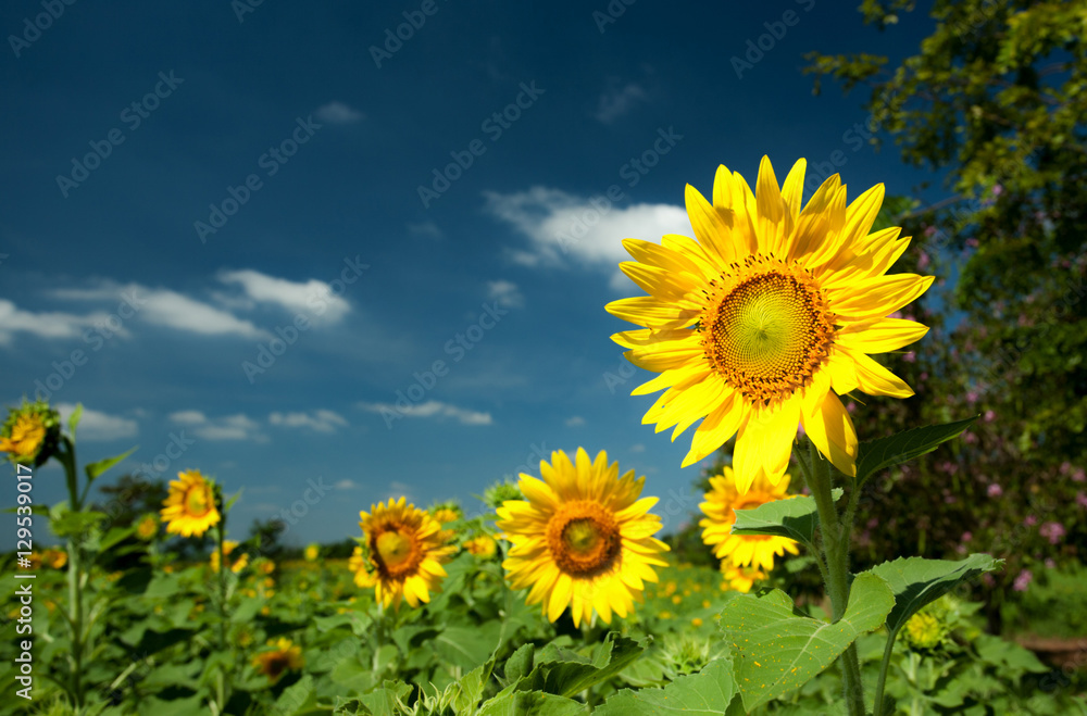 Sunflower beautiful sky background in thailand, Sunflower beautiful sky background in thailand,