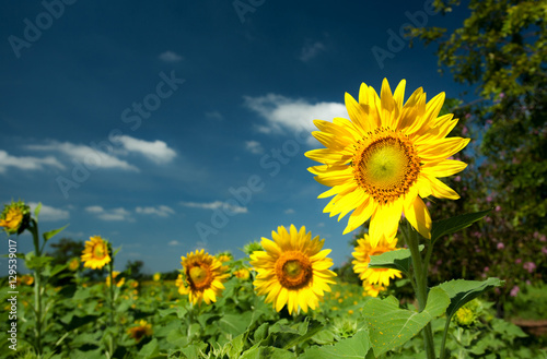 Sunflower beautiful sky background in thailand 