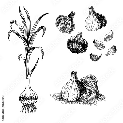 Hand drawn set of garlic. Vector sketch