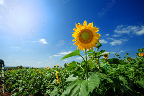 Sunflower beautiful sky background in thailand,lens flaer effect photo