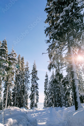 Winter in carpatian mountains. Sunny day.