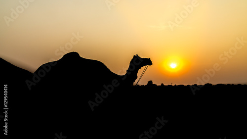 Beautiful Abstract and Silhouette of a camel during sunset - Pushkar, Rajasthan