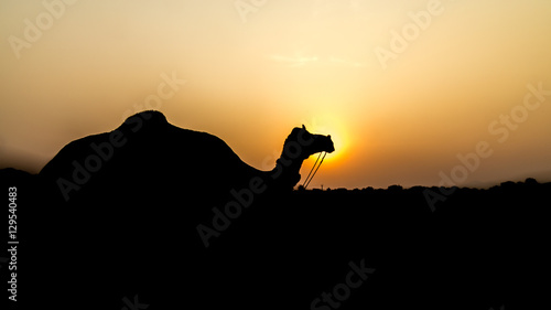 Beautiful Abstract and Silhouette of a camel during sunset - Pushkar  Rajasthan