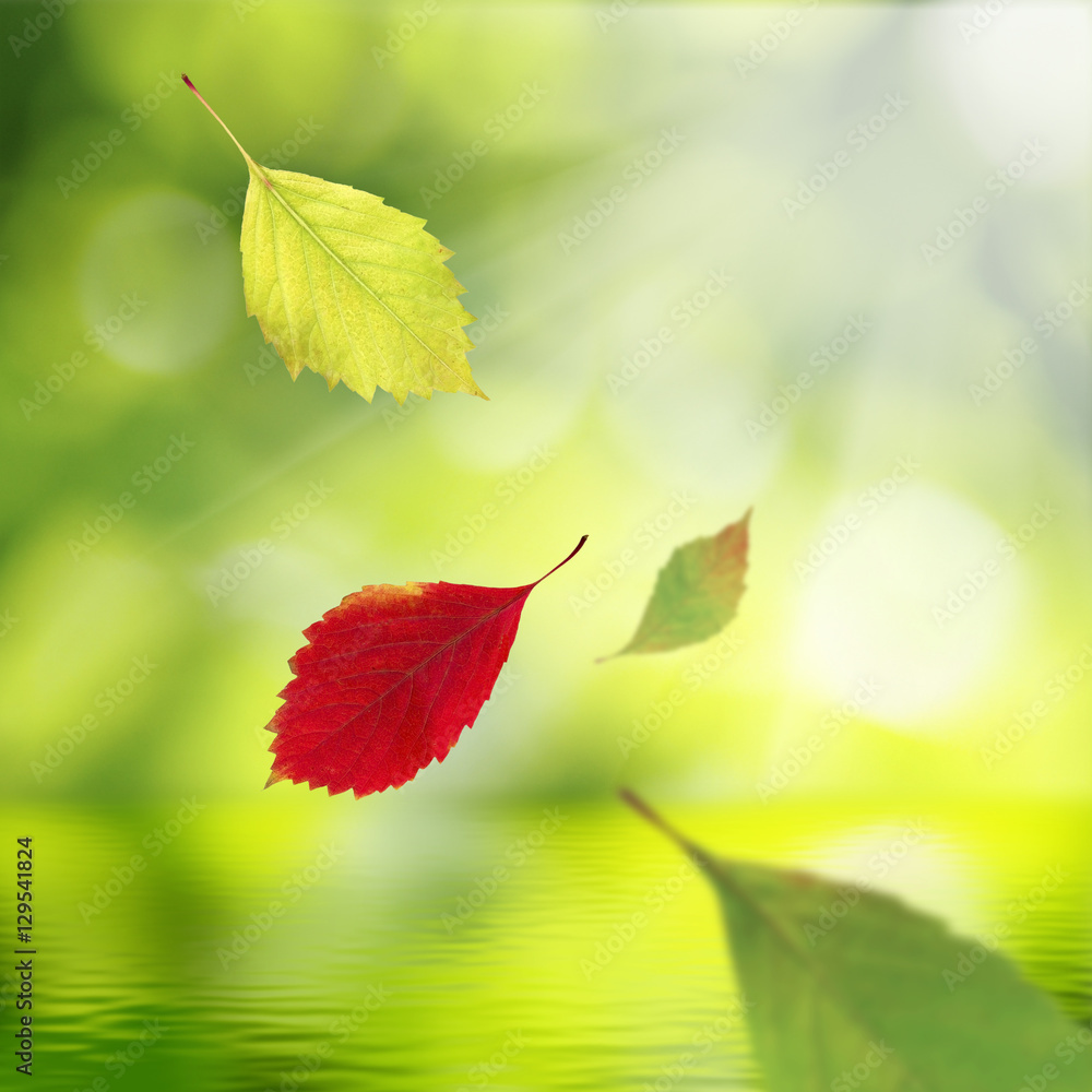 Beautiful image of autumn leaves over the water. Beautiful image of autumn leaves over the water.