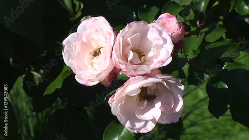 Begehrt bei den Bienen  - die sich im Wind bewegenden rosa Rosen  photo