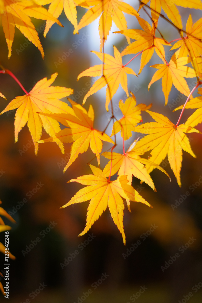 小石川後楽園の紅葉