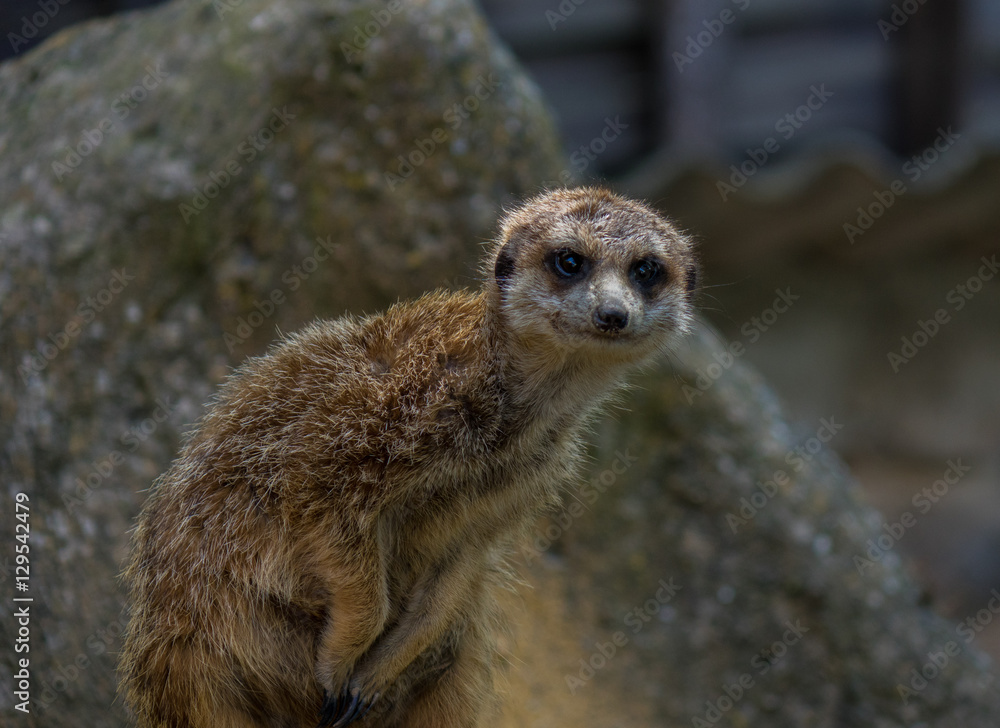 Fototapeta premium .The meerkat in a zoo in Germany