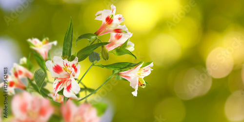 Image of beautiful flowers in the park.
