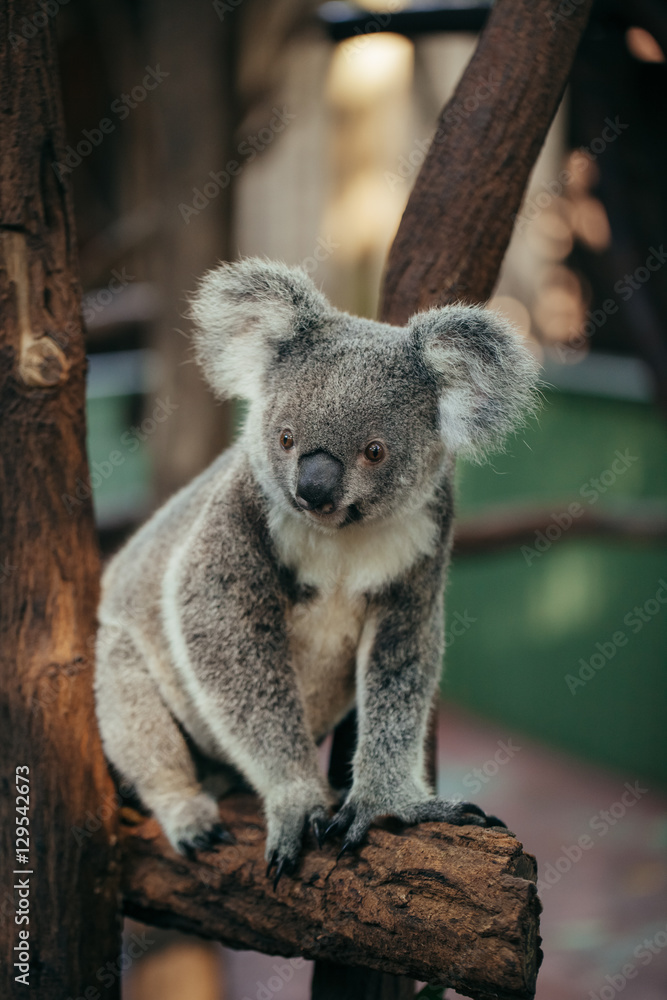 Obraz premium A cute Koala bear