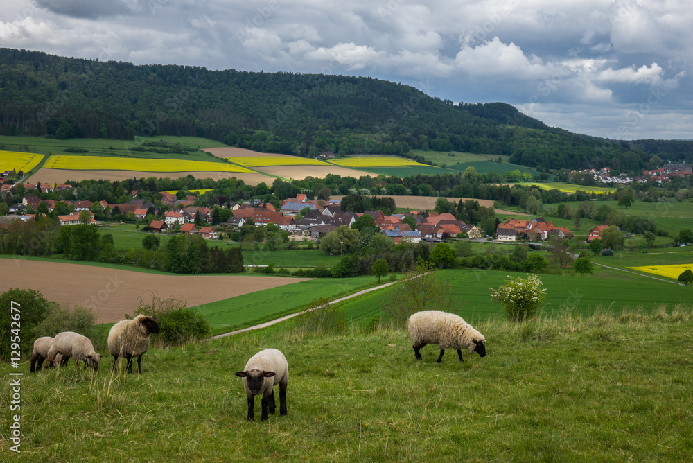 Grazing sheeps in a pasture, Germany