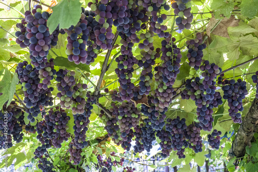 Blue vine grapes in vineyard in Italy, Europe