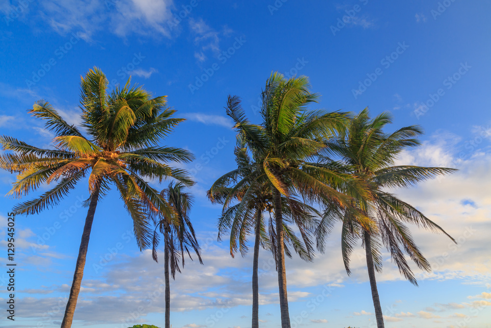 Palm trees and sky.