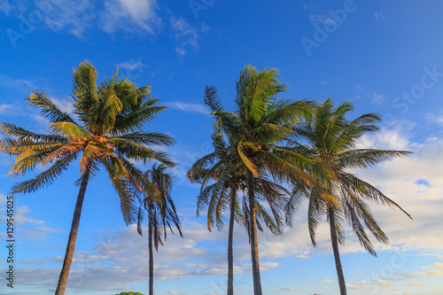 Palm trees and sky. © muratani